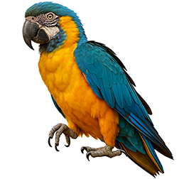 Blue-throated Macaw